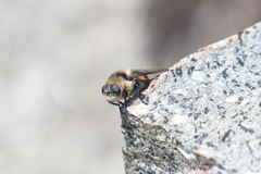 Cephenemyia