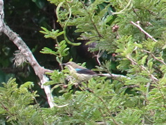 Cinnyris bifasciatus