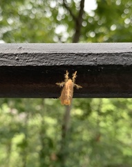 Lepidoptera