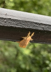 Lepidoptera