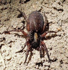 Trochosa sepulchralis