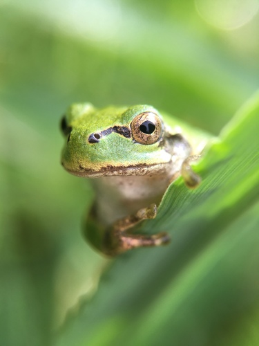 Japanese Tree Frog