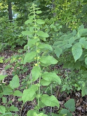 Dasistoma macrophylla