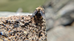Cephenemyia