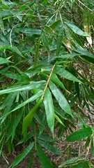 Bambusa pachinensis