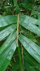 Bambusa pachinensis