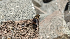Cephenemyia