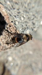 Cephenemyia