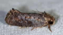 Acrolophus texanella