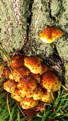 Pholiota glutinosa