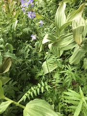 Polemonium occidentale occidentale