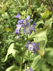 Polemonium occidentale occidentale