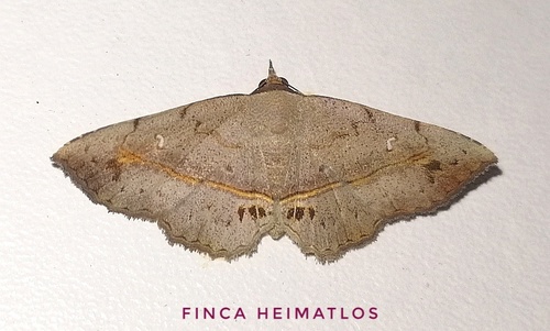 Renodes vulgaris