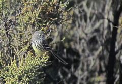 Anairetes flavirostris