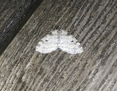 Lobophora nivigerata