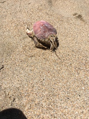 Blepharipoda occidentalis