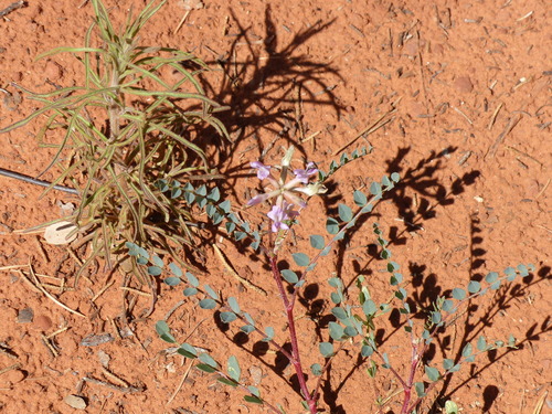 Astragalus lentiginosus var. wilsonii