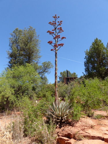 Parry's agave