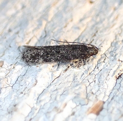 Glauce pectenalaeella