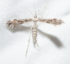 Hellinsia inquinatus