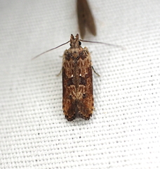 Prostomeus brunneus