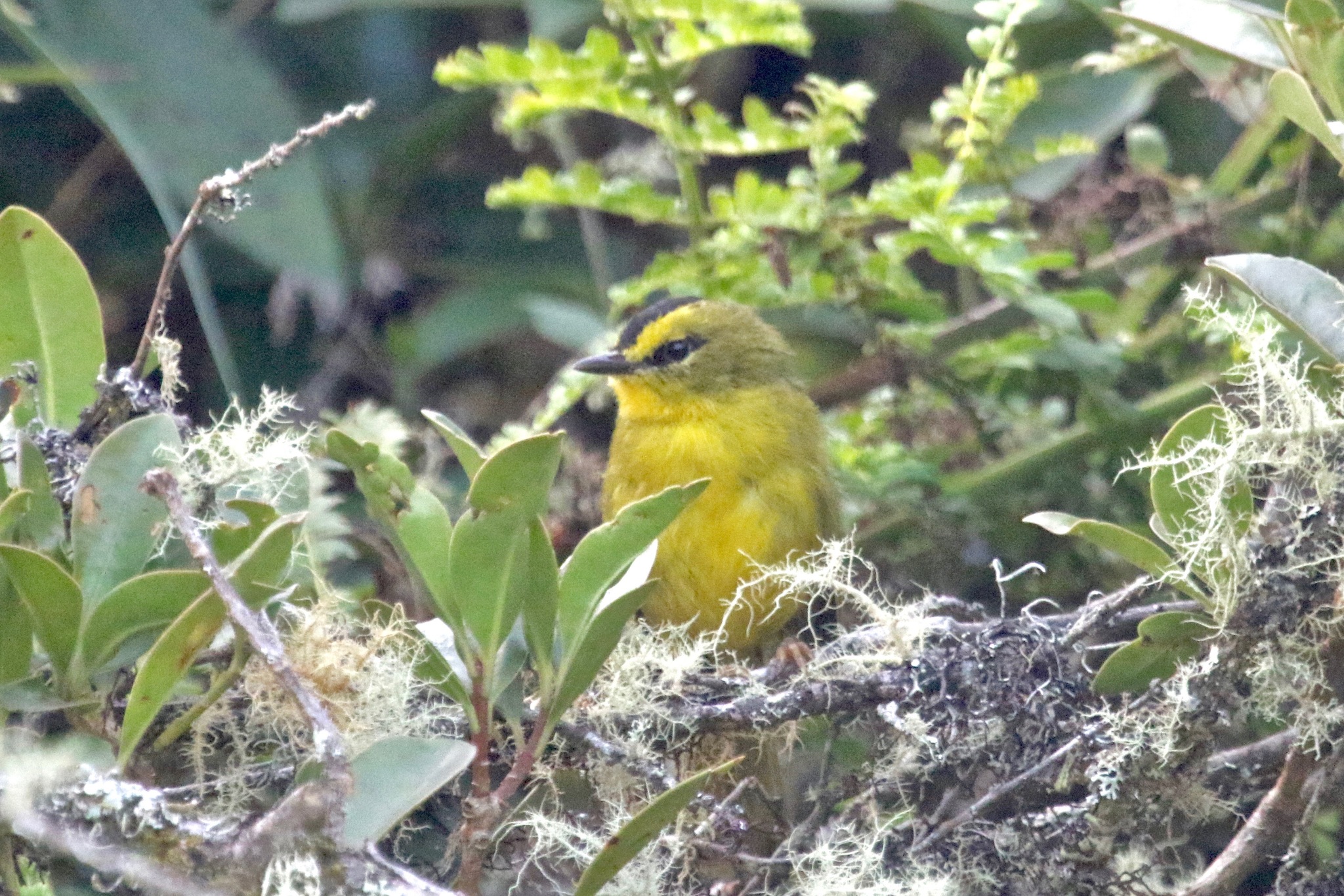 Myiothlypis nigrocristata image