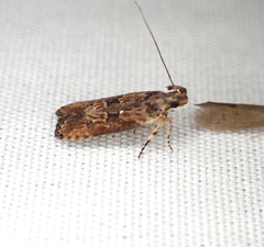 Prostomeus brunneus