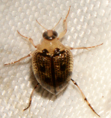 Peltodytes edentulus