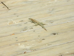 Pholidoscelis plei