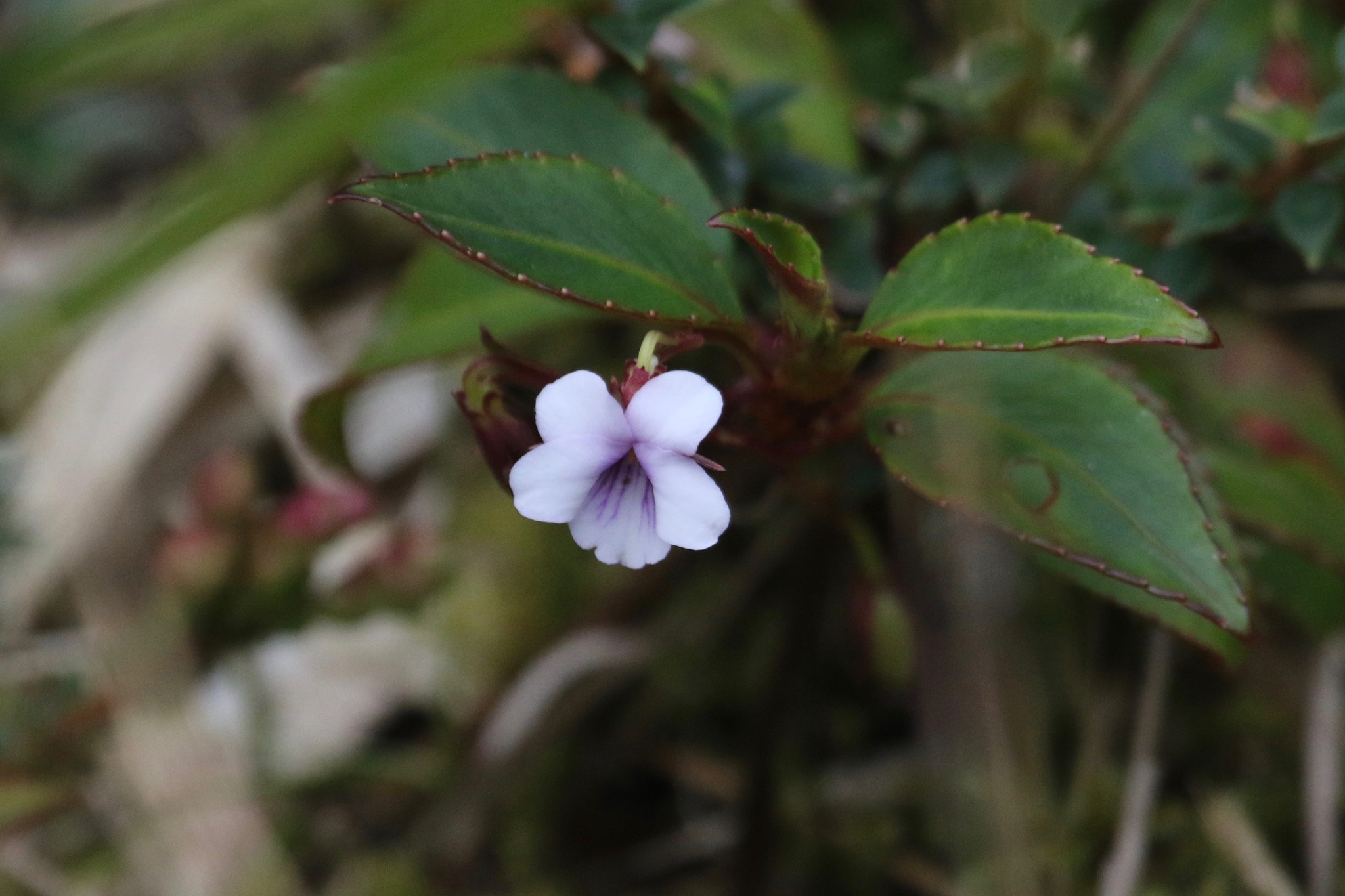 Viola stipularis image