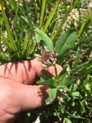Trifolium longipes
