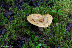 Lactarius repraesentaneus