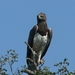 Martial Eagles - Photo (c) Ian, some rights reserved (CC BY-NC-ND)