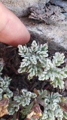 Chaenactis nevadensis