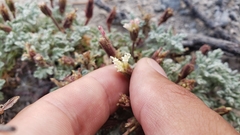 Chaenactis nevadensis