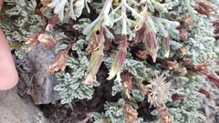 Chaenactis nevadensis