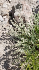 Galium grayanum grayanum