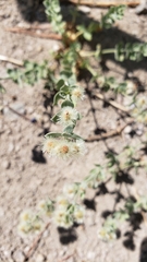 Galium grayanum grayanum