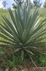 Agave fourcroydes