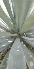 Agave fourcroydes