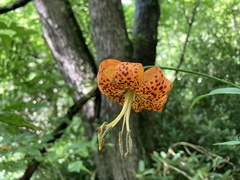 Lilium michauxii