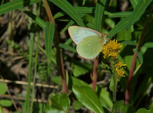 Moorland Clouded Yellow photo 5