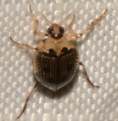 Peltodytes edentulus