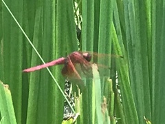 Trithemis aurora