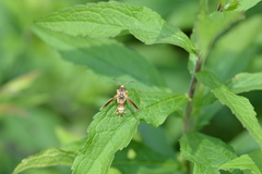 Vitacea polistiformis