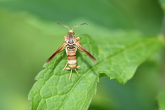 Vitacea polistiformis