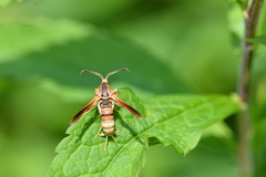 Vitacea polistiformis