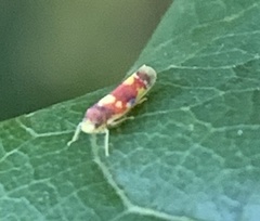 Erythroneura elegans