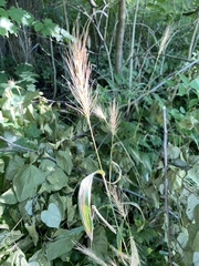 Elymus macgregorii