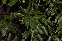 Endiandra sieberi